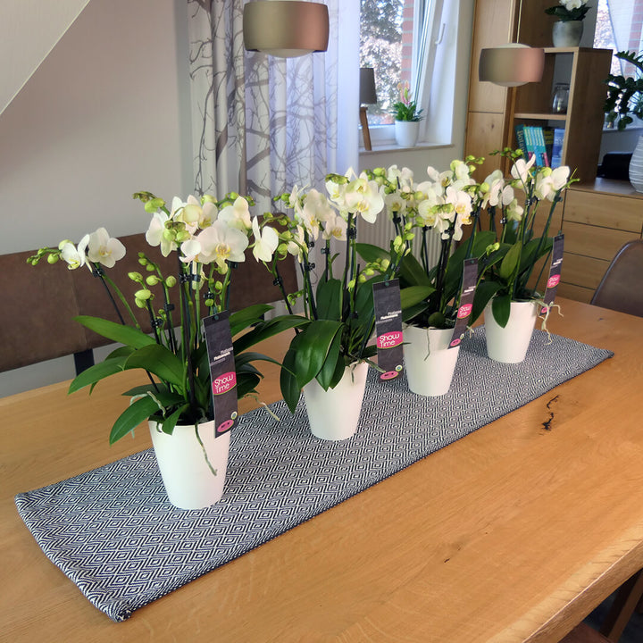 6 - 7 rispiges Orchideen 4er Paket + Übertöpfe