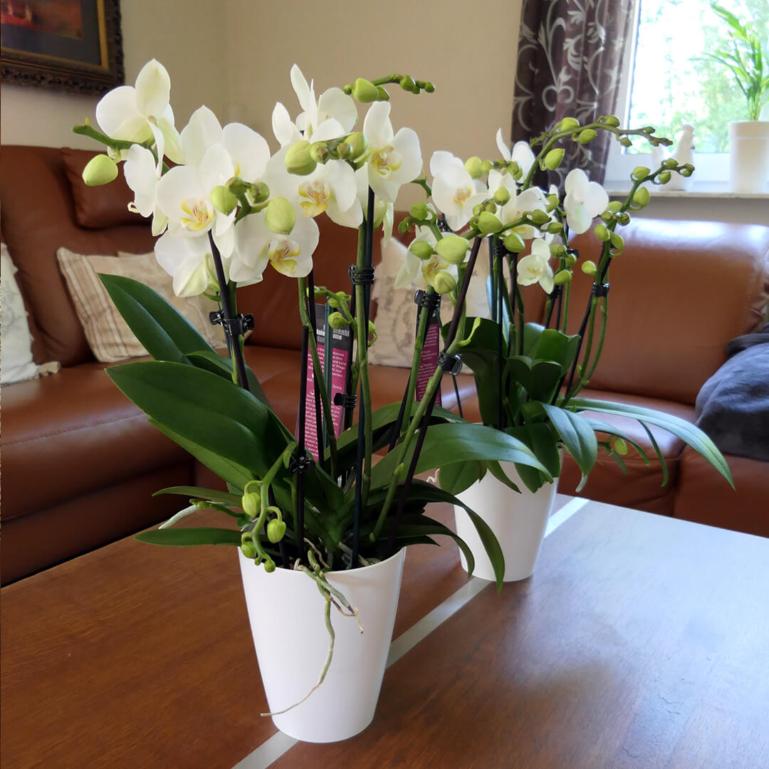 8+ rispige Orchideen + Übertöpfe