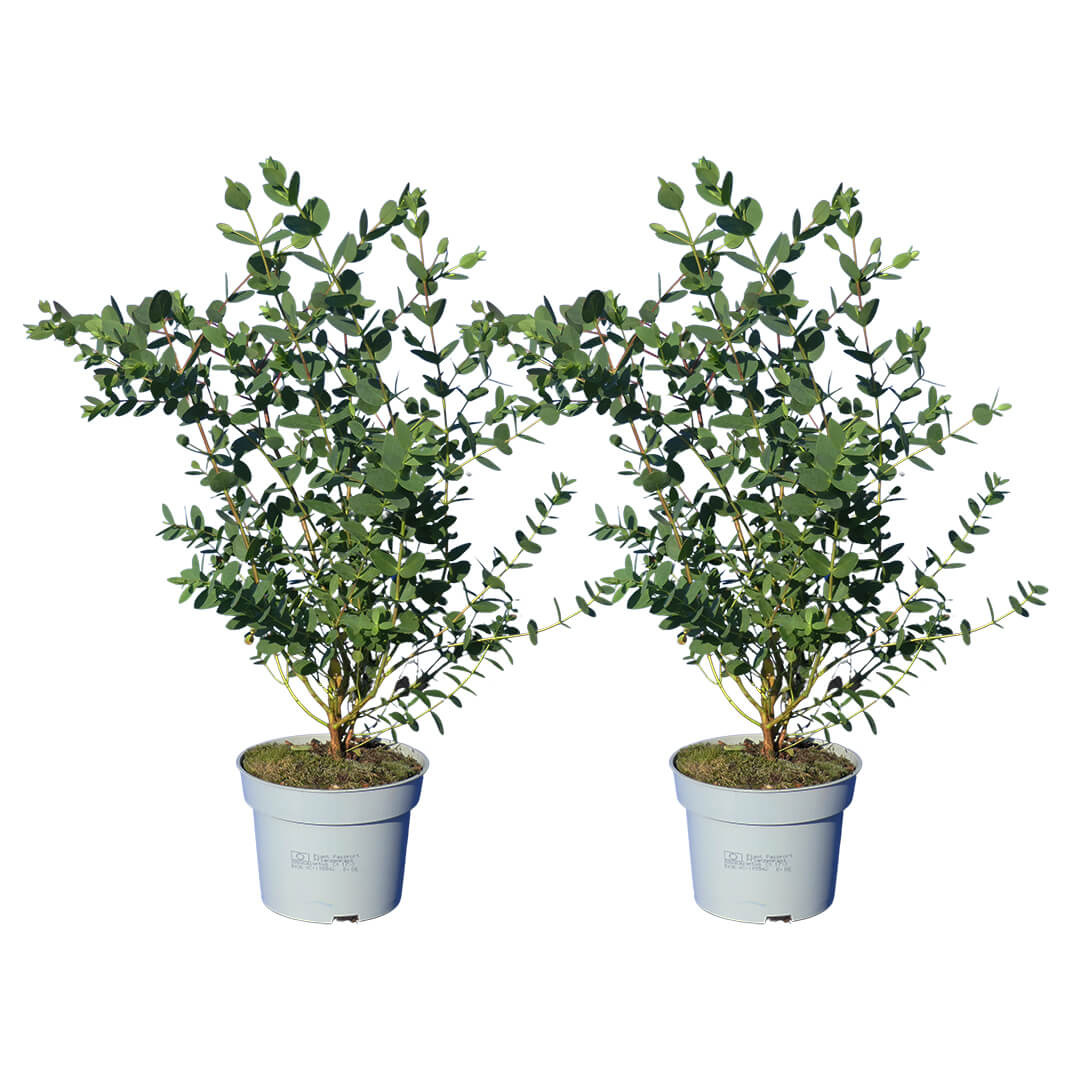 Bezaubernder Eukalyptus | Riesen 1er oder 2er Pakete