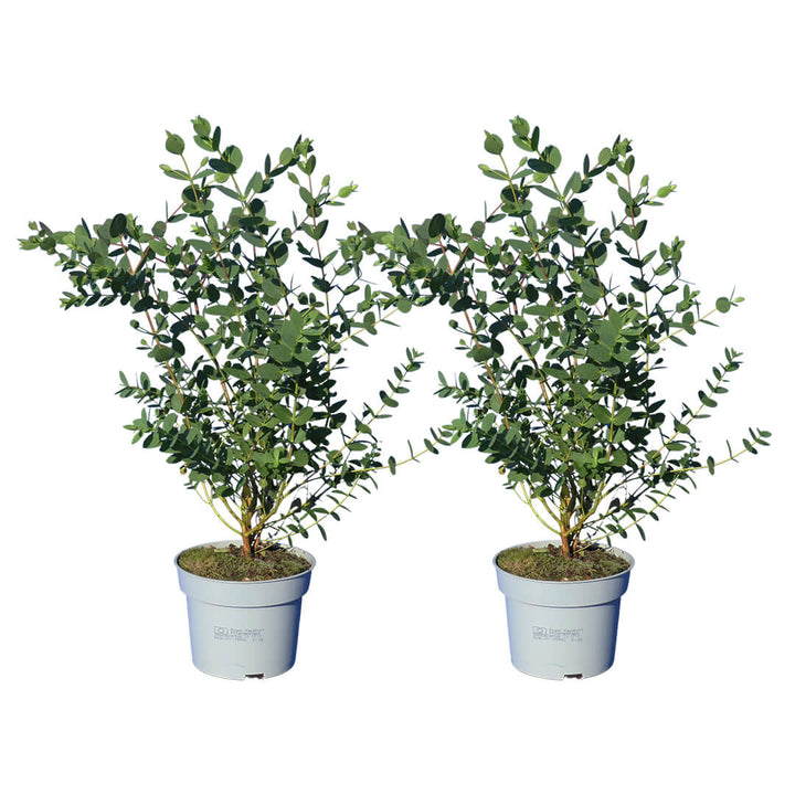 Bezaubernder Eukalyptus | Riesen 1er oder 2er Pakete