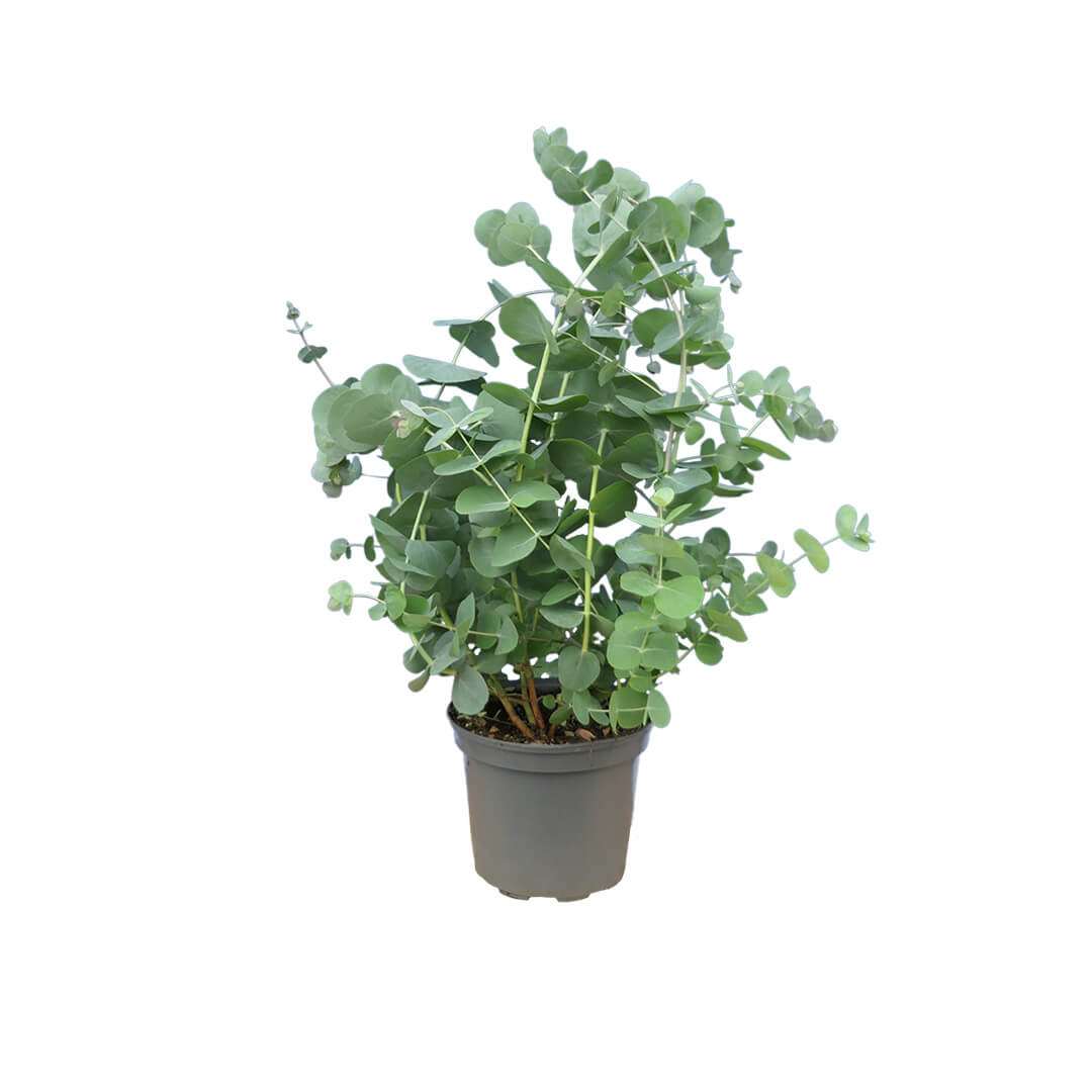 Bezaubernder Eukalyptus | Riesen 1er oder 2er Pakete