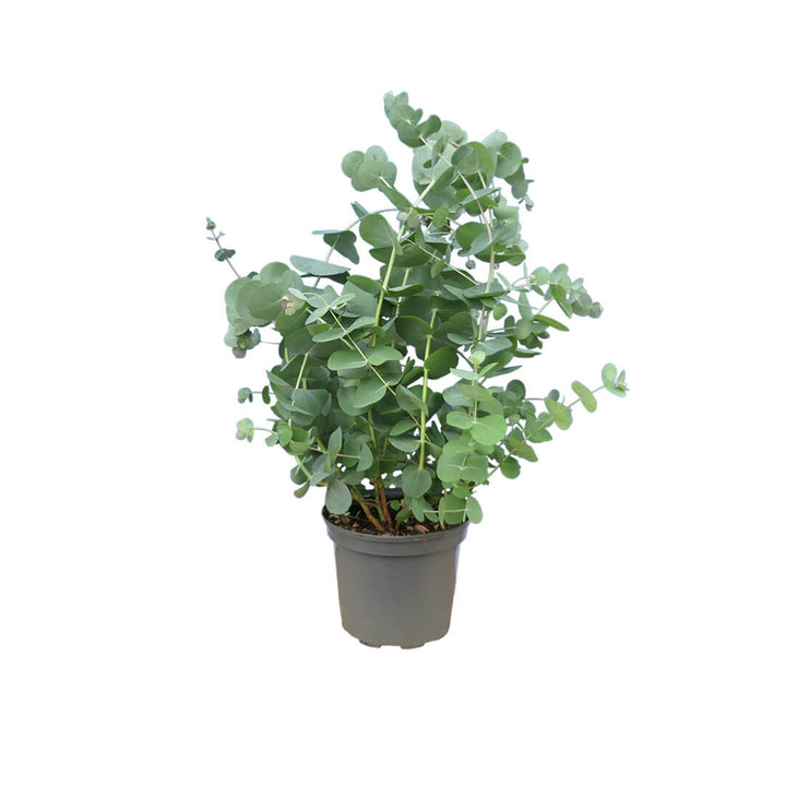 Bezaubernder Eukalyptus | Riesen 1er oder 2er Pakete