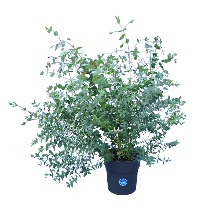 Bezaubernder Eukalyptus | Riesen 1er oder 2er Pakete