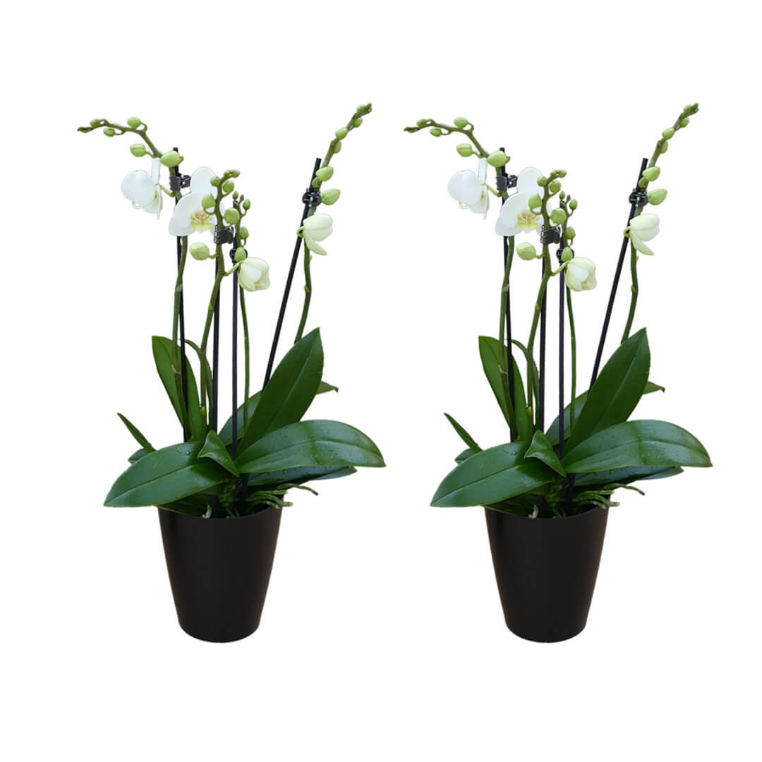 2 - 3 rispiges Orchideen 2er Paket + Übertöpfe