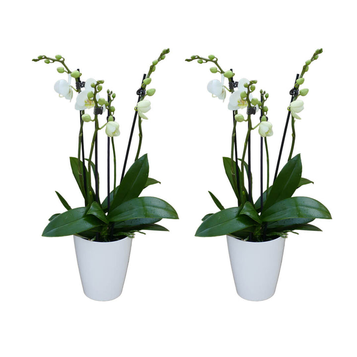 2 - 3 rispiges Orchideen 2er Paket + Übertöpfe