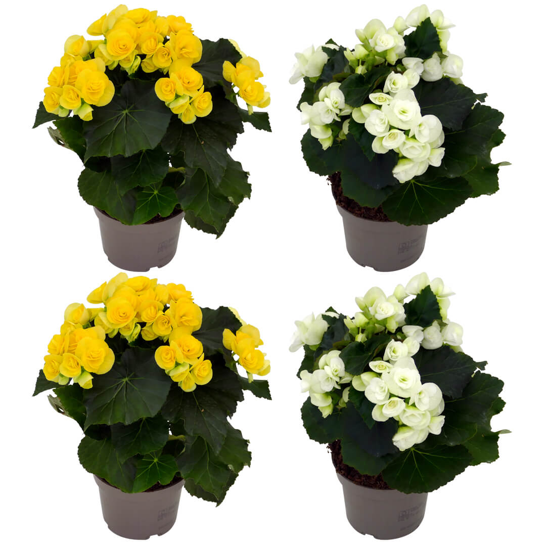 Mehrfarbiges Begonien 4er Paket