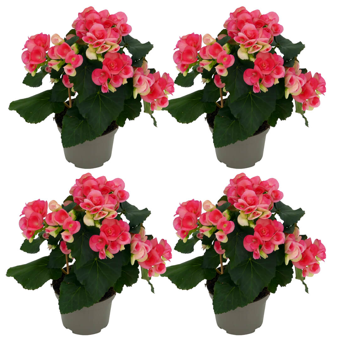 Mehrfarbiges Begonien 4er Paket