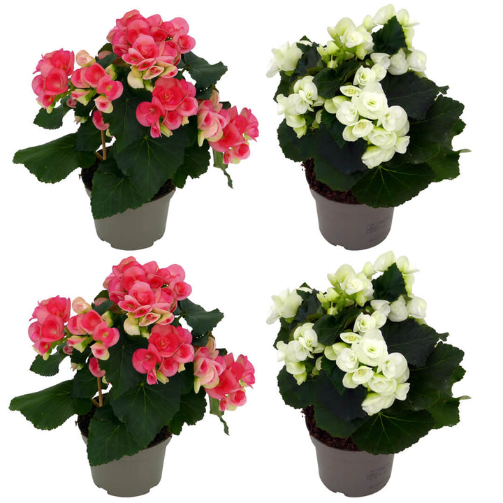 Mehrfarbiges Begonien 4er Paket