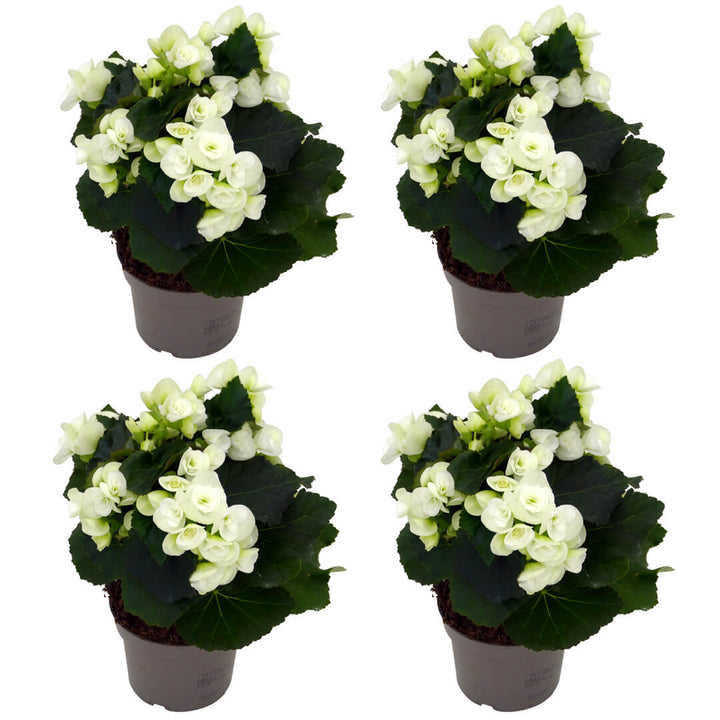 Mehrfarbiges Begonien 4er Paket
