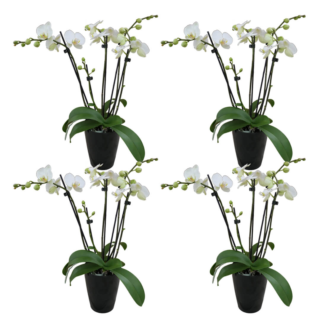 5 rispiges Orchideen 4er Paket + Übertöpfe