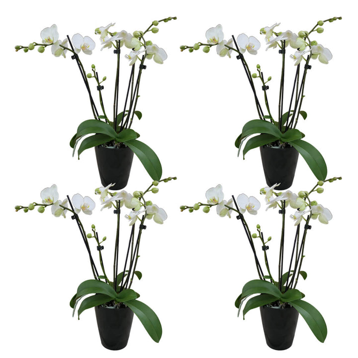 5 rispiges Orchideen 4er Paket + Übertöpfe