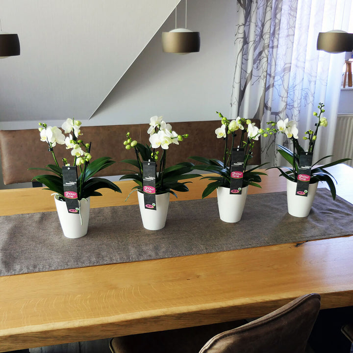 5 rispiges Orchideen 4er Paket + Übertöpfe