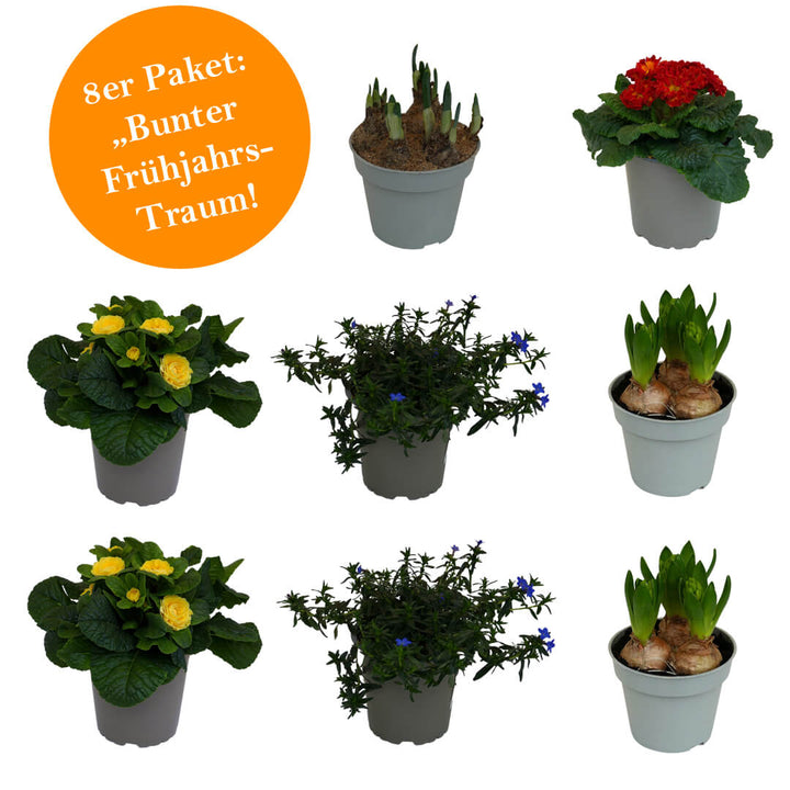 Strahlendes 8er Frühjahrsblüher Paket