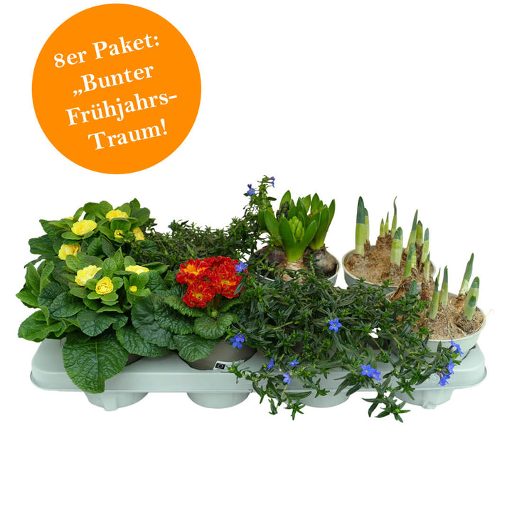 Strahlendes 8er Frühjahrsblüher Paket