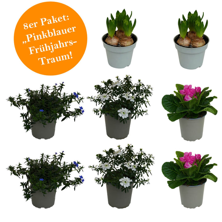 Strahlendes 8er Frühjahrsblüher Paket