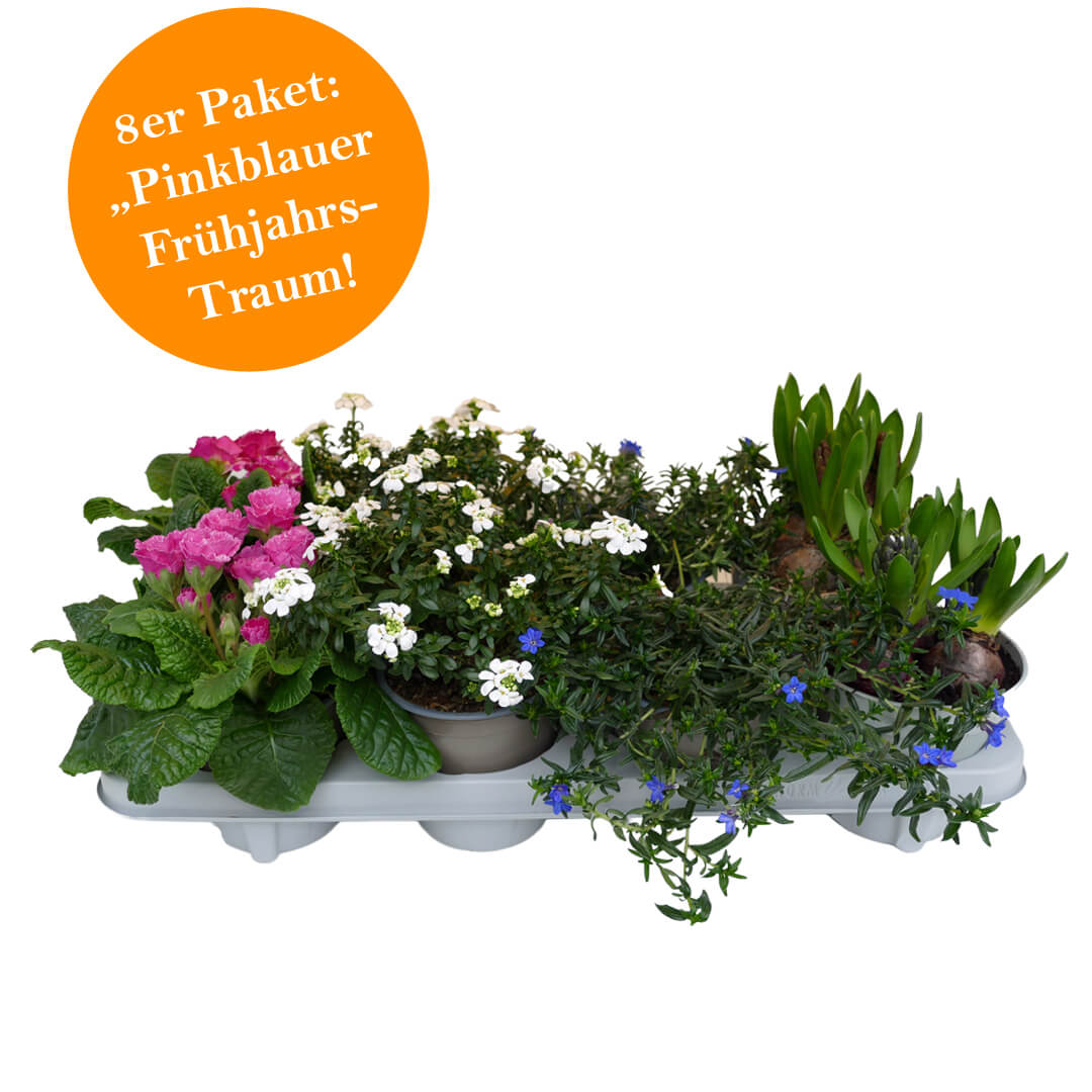 Strahlendes 8er Frühjahrsblüher Paket