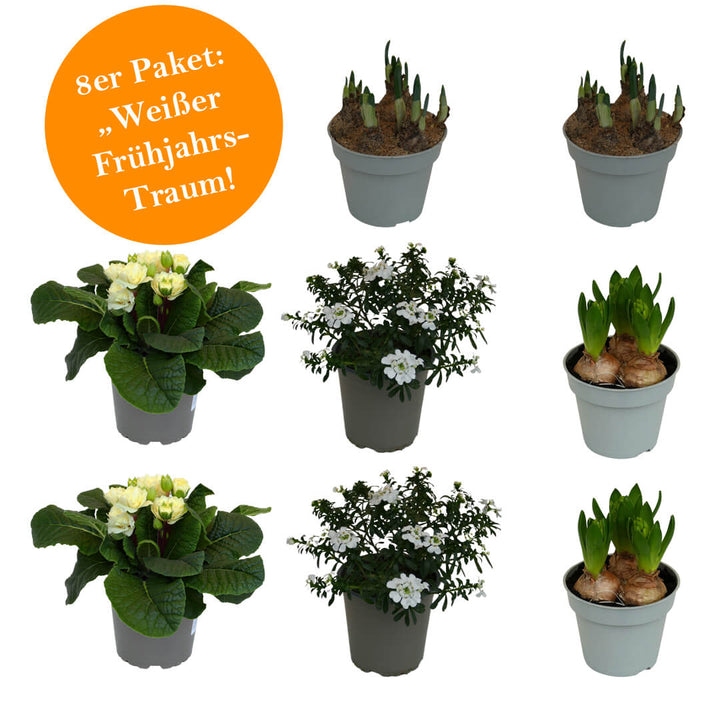 Strahlendes 8er Frühjahrsblüher Paket