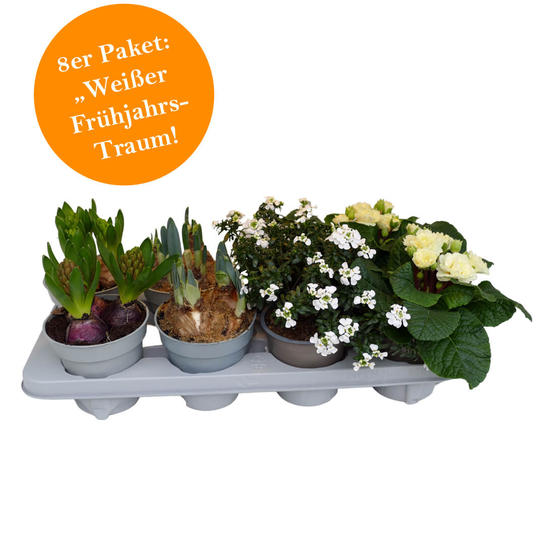 Strahlendes 8er Frühjahrsblüher Paket