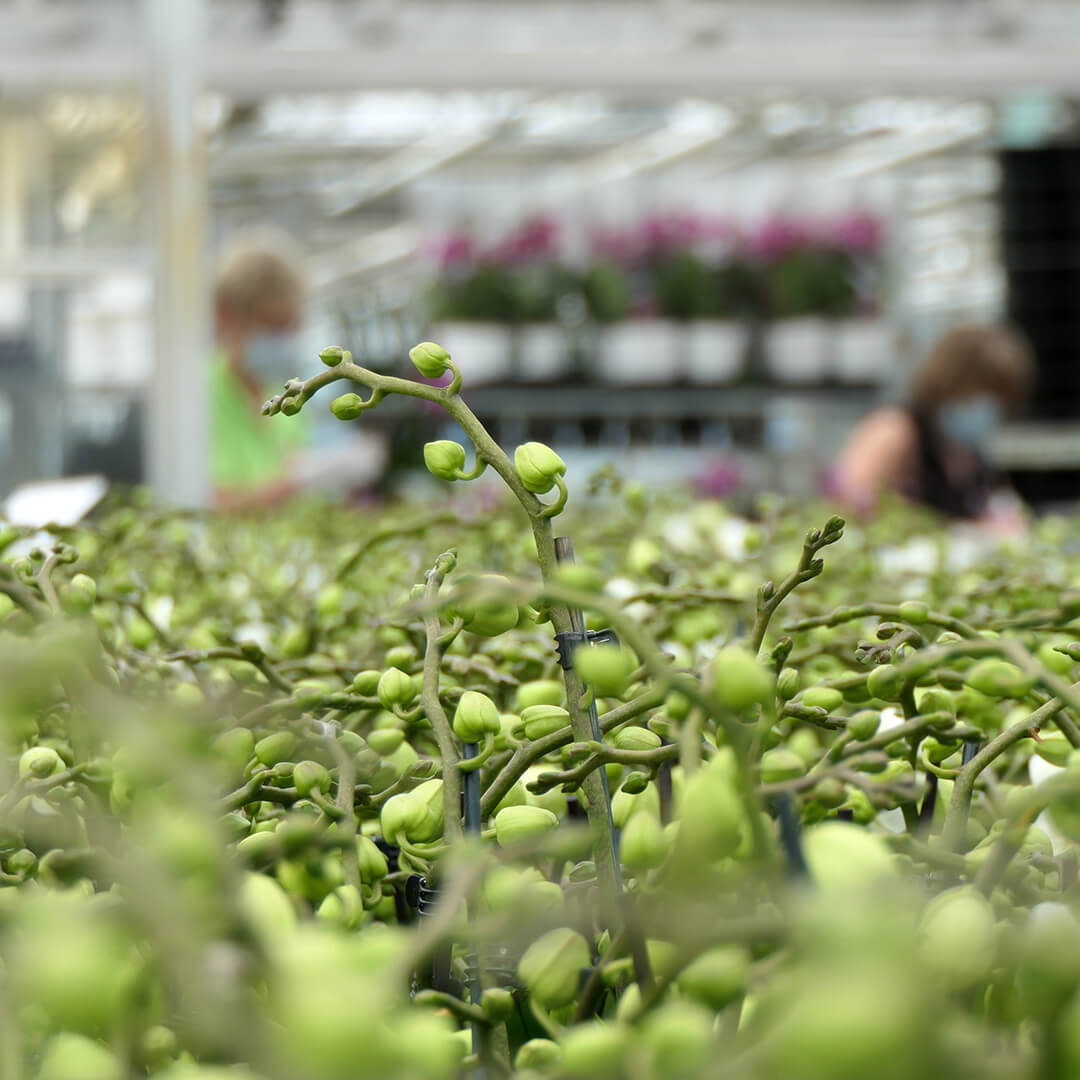 2 - 3 rispiges Orchideen 2er Paket + Übertöpfe