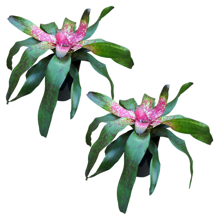Bromelien 2er Paket + Übertöpfe
