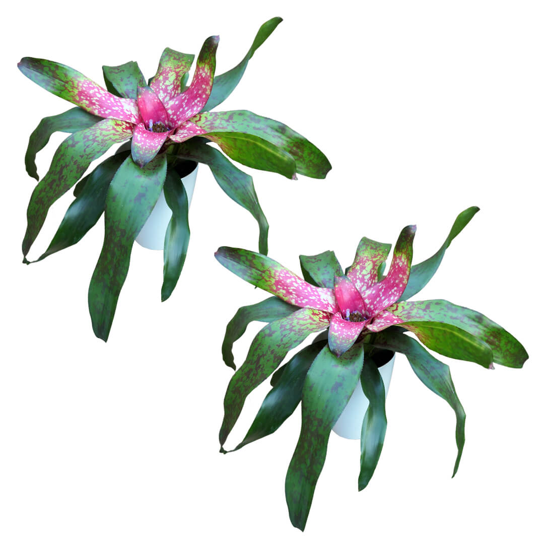 Bromelien 2er Paket + Übertöpfe