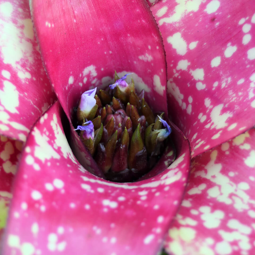 Bromelien 2er Paket + Übertöpfe