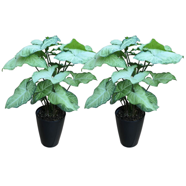 Caladium 2er Paket + Übertöpfe