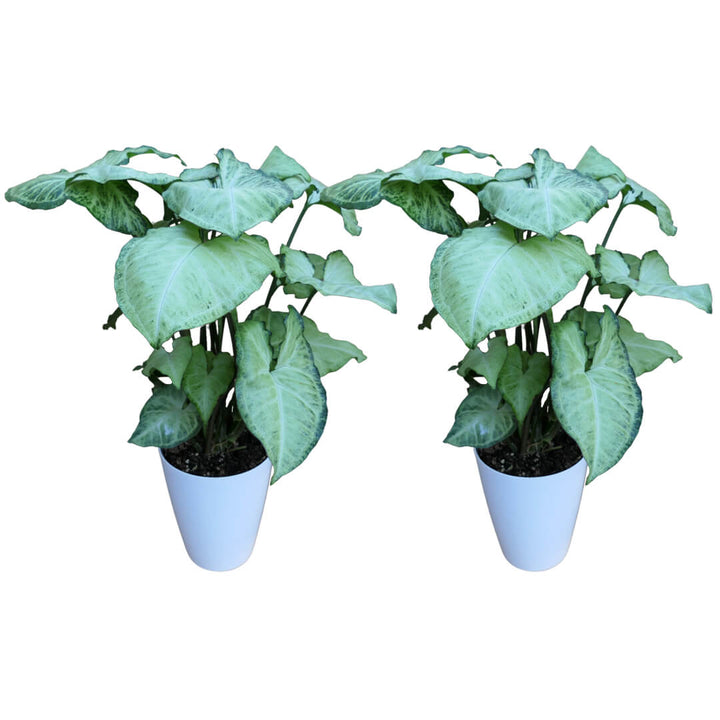 Caladium 2er Paket + Übertöpfe