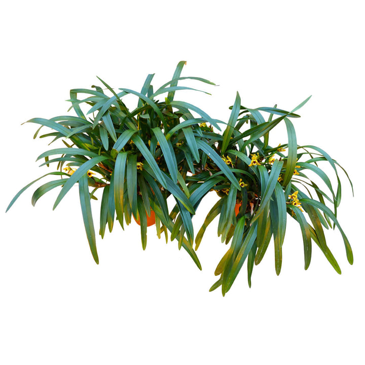 Maxillaria Orchideen 2er Paket | Duftorchideen