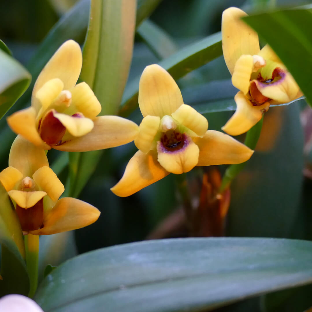 Maxillaria Orchideen 2er Paket | Duftorchideen