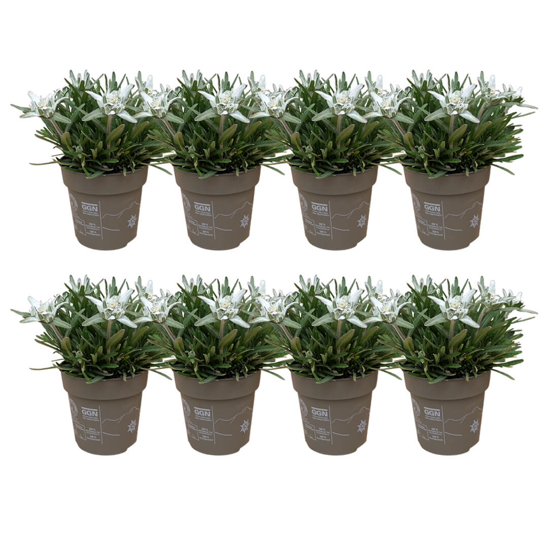 Alpenblumen | Edelweiß 8er Paket