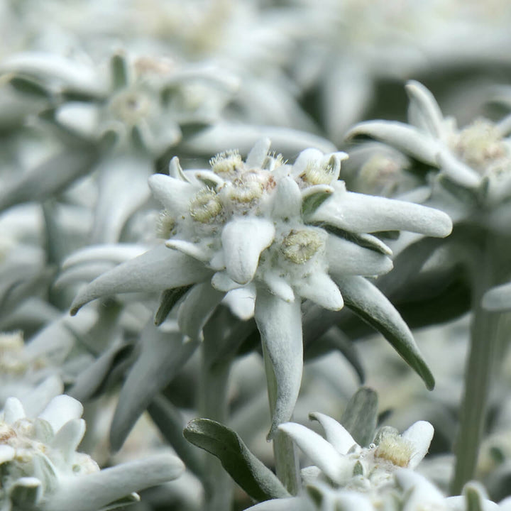 Alpenblumen | Edelweiß 8er Paket
