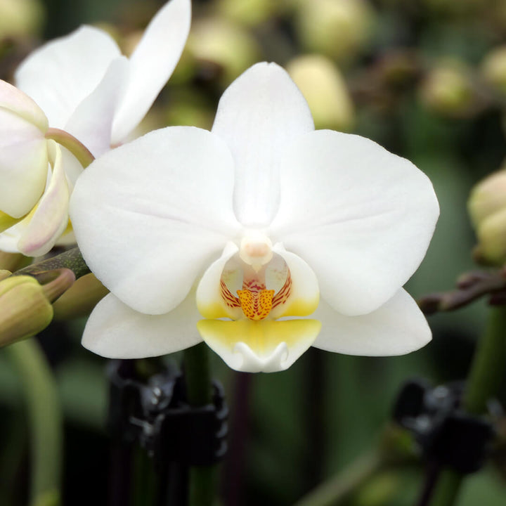 Julia | Feines Tisch-Orchideen 2er Paket + Übertöpfe