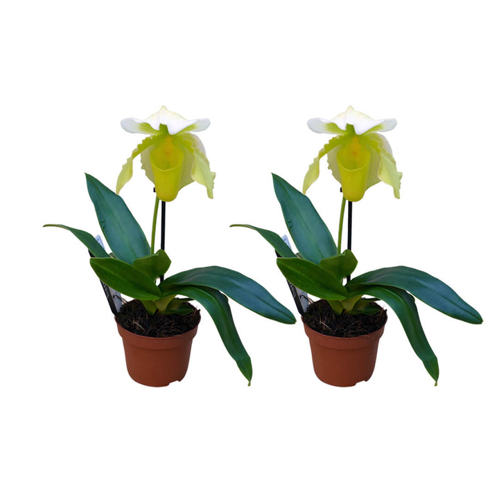 Frauenschuh Orchideen 2er Paket