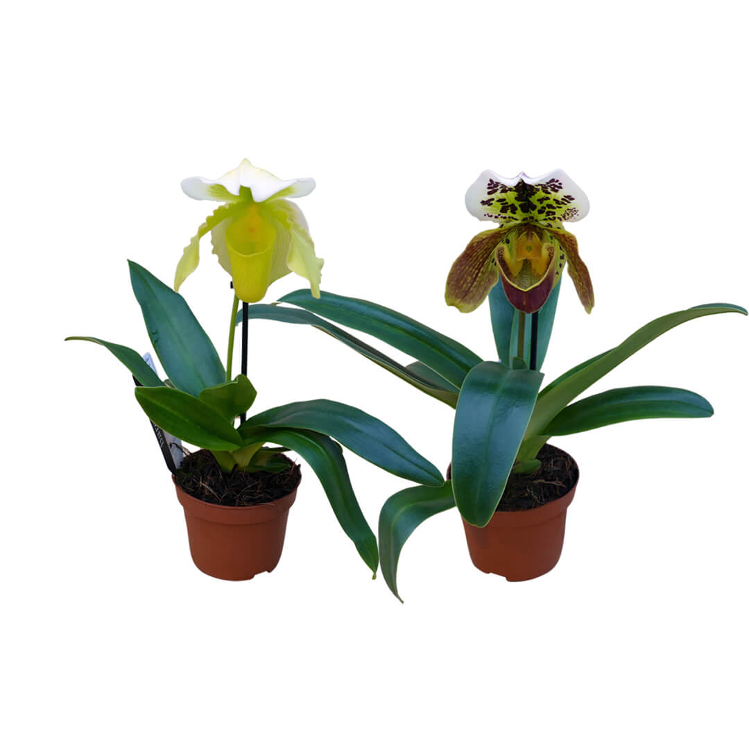 Frauenschuh Orchideen 2er Paket
