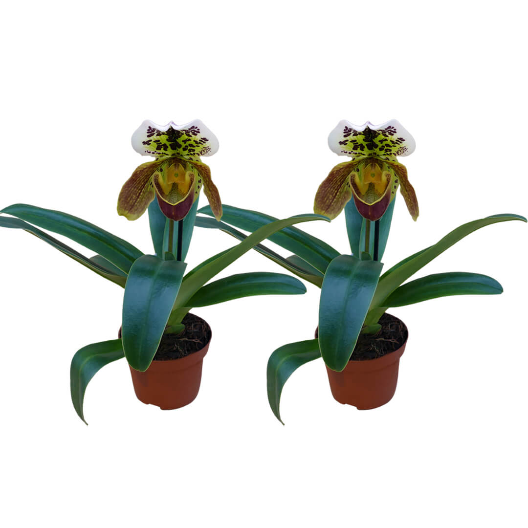 Frauenschuh Orchideen 2er Paket