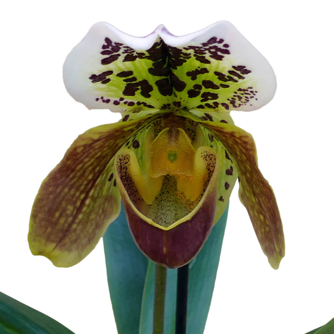 Frauenschuh Orchideen 2er Paket