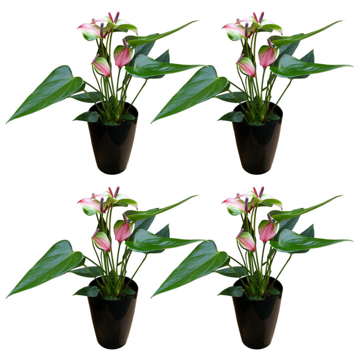 Zweifarbiges 4er Anthurien | Flamingoblumen Paket
