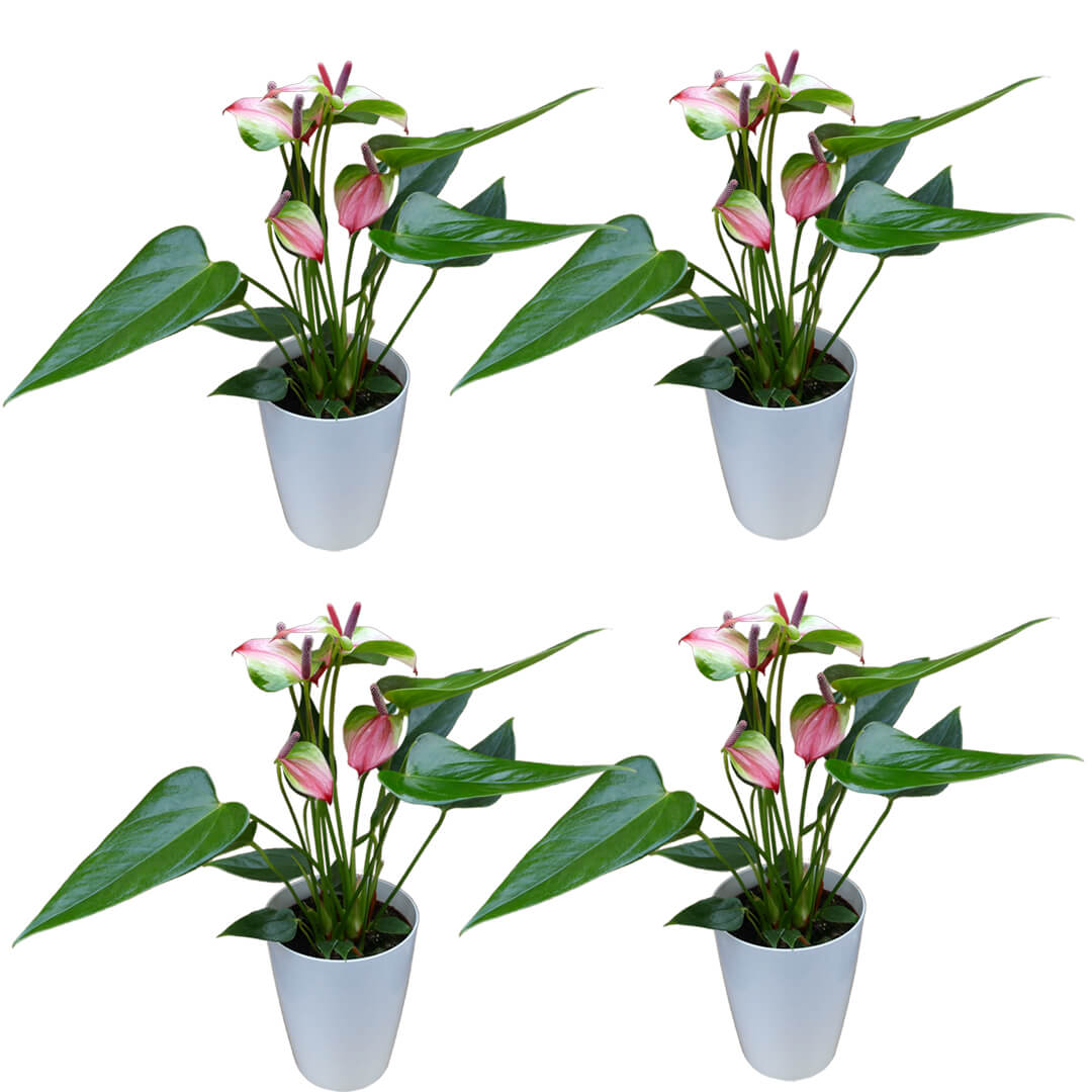 Zweifarbiges 4er Anthurien | Flamingoblumen Paket
