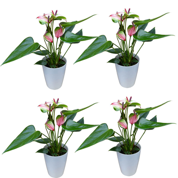Zweifarbiges 4er Anthurien | Flamingoblumen Paket