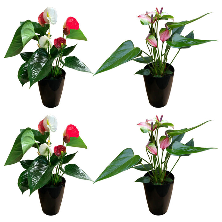 Zweifarbiges 4er Anthurien | Flamingoblumen Paket
