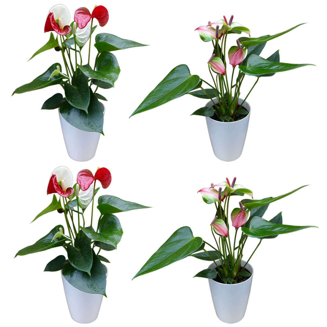 Zweifarbiges 4er Anthurien | Flamingoblumen Paket