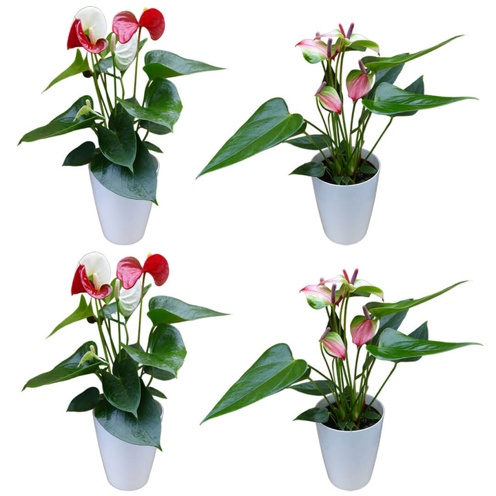 Zweifarbiges 4er Anthurien | Flamingoblumen Paket