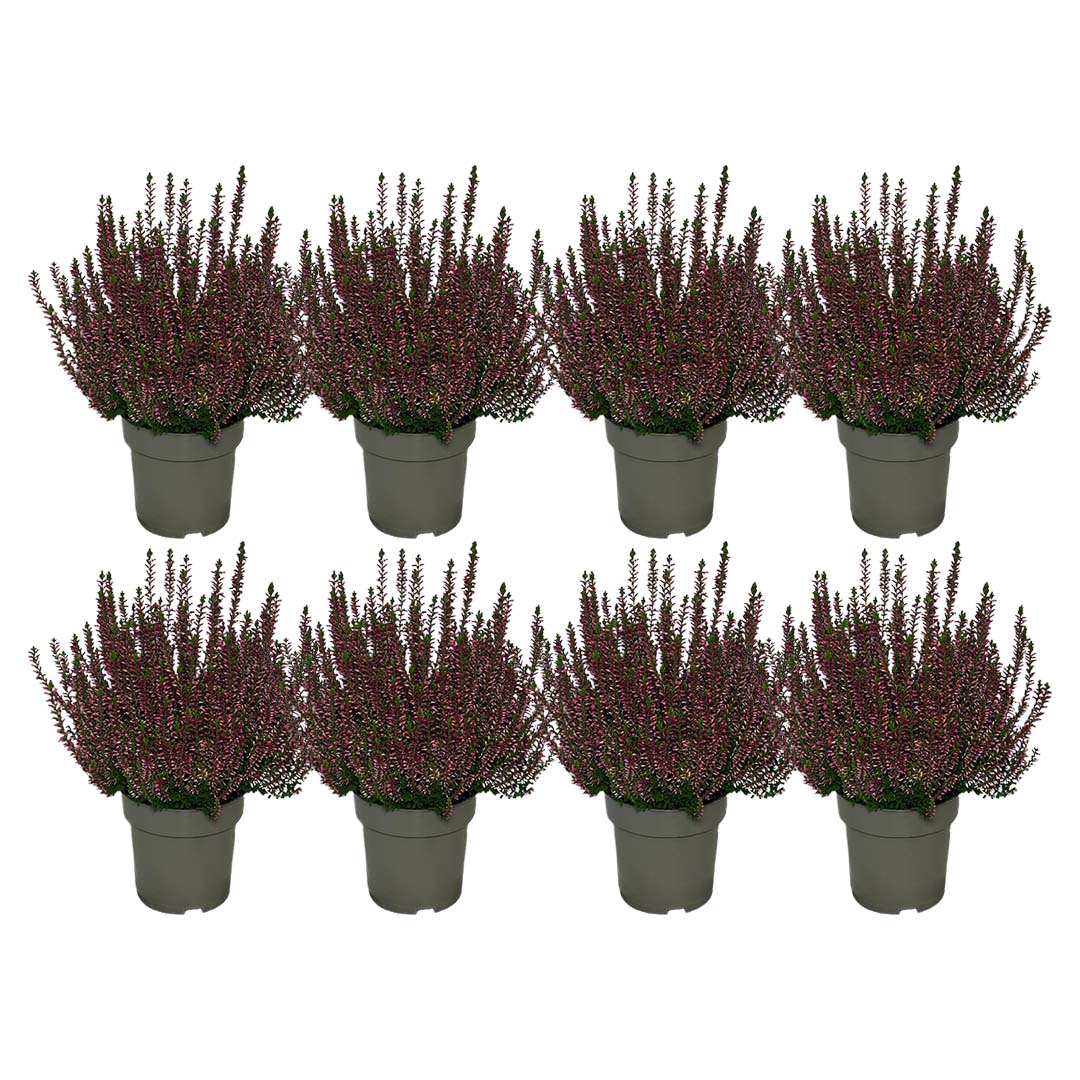Garden Girls® | Rotes Heide 8er Paket