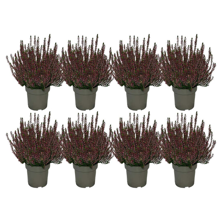 Garden Girls® | Rotes Heide 8er Paket