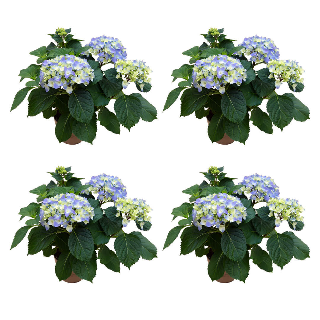 Strahlendes Hortensien 4er Paket