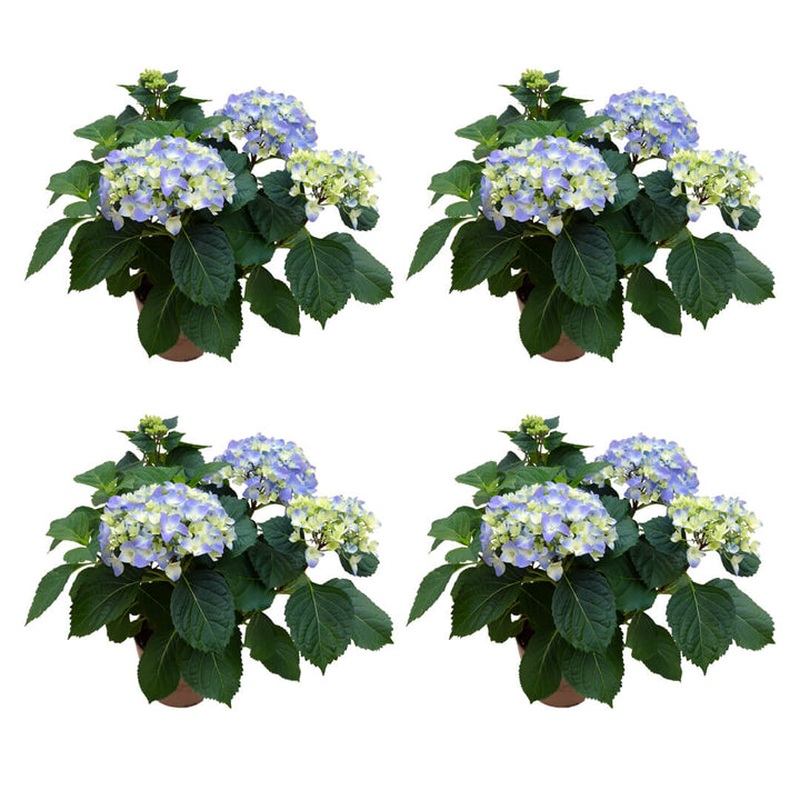 Strahlendes Hortensien 4er Paket