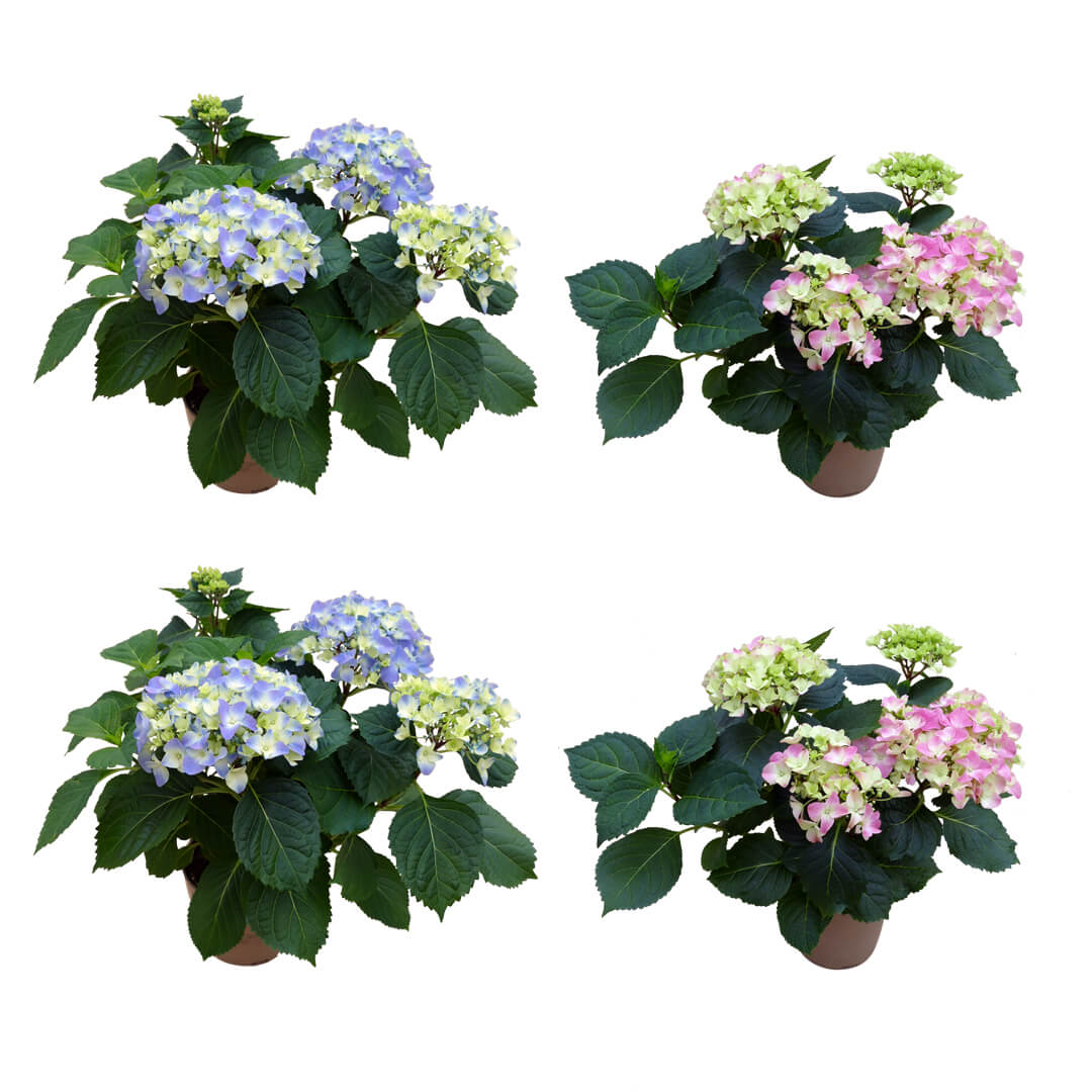 Strahlendes Hortensien 4er Paket