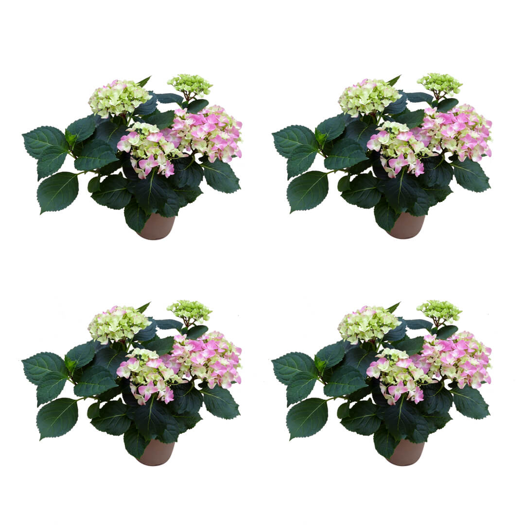 Strahlendes Hortensien 4er Paket