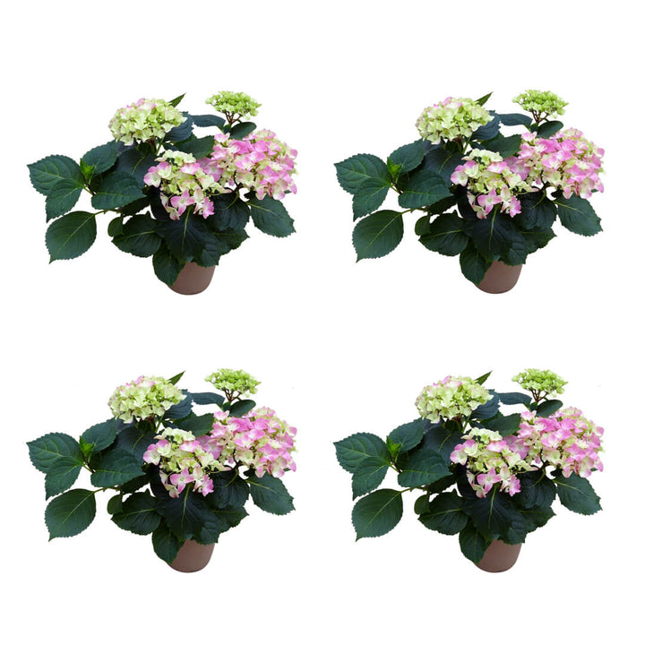 Strahlendes Hortensien 4er Paket